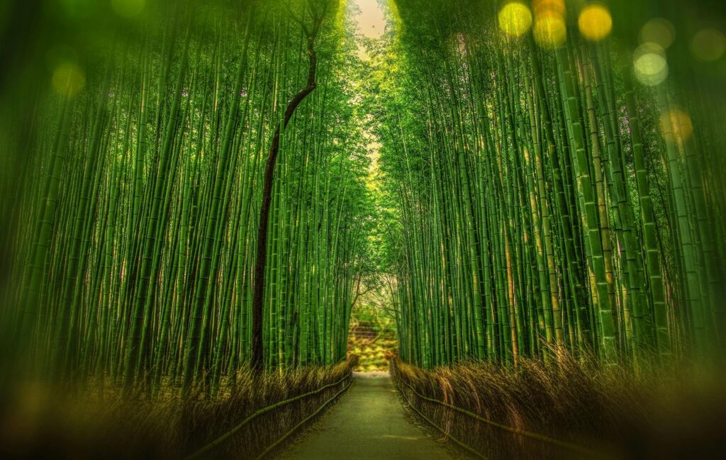 Cali Bamboo Decking Tranquil bamboo forest with a pathway leading into sunrise light, showcasing verdant growth and lush greenery.