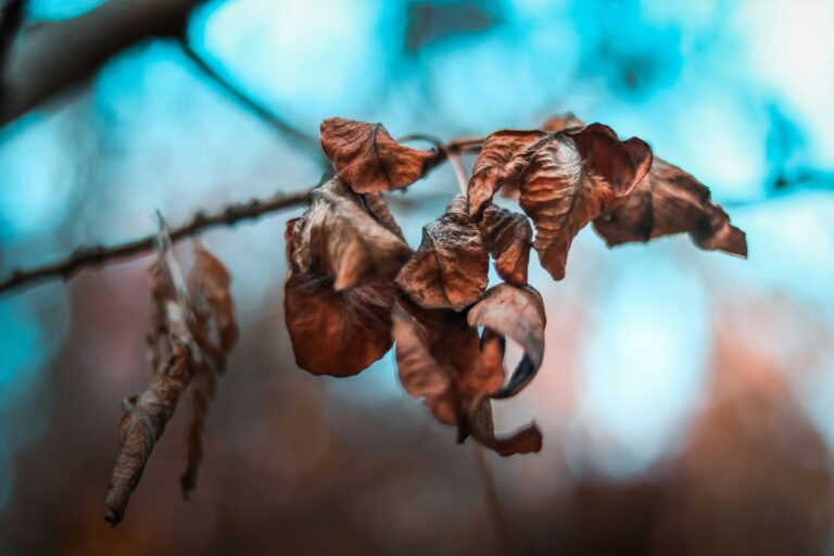 Artistic close-up of dried leaves hanging on a branch with blurred background.